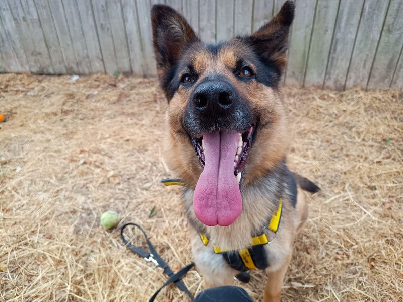 Buffy | German Shepherd Dog | Loughborough - 4