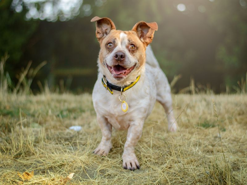 Giles | Terrier (Jack Russell) Cross | Kenilworth (West Midlands) - 1