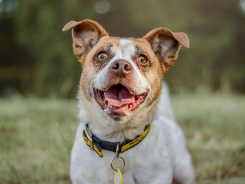 Giles | Terrier (Jack Russell) Cross | Kenilworth (West Midlands) - 4