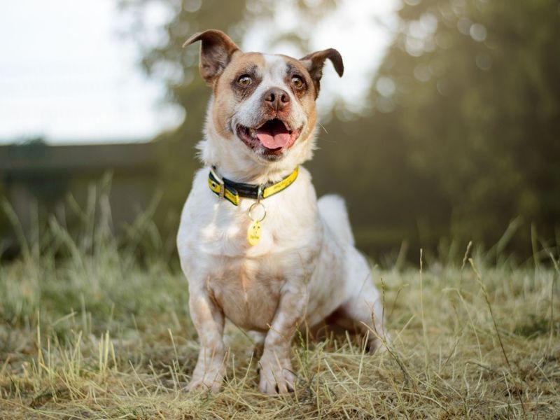Giles | Terrier (Jack Russell) Cross | Kenilworth (West Midlands) - 3