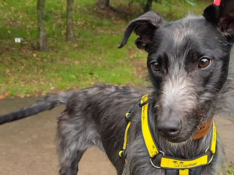 Jenny | Whippet Cross | Shrewsbury (Shropshire) - 1