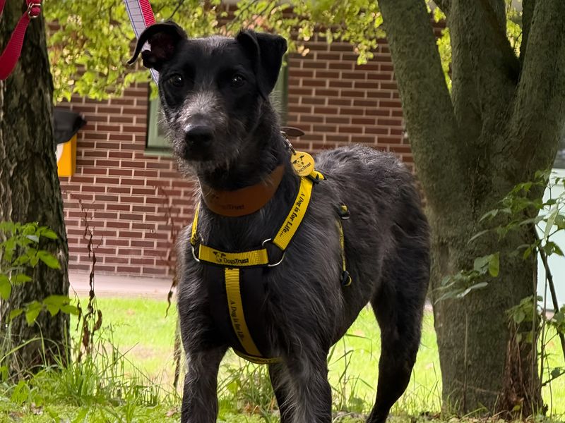 Jenny | Whippet Cross | Shrewsbury (Shropshire) - 2