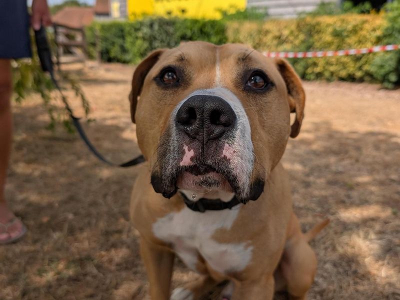 Dozer | American Bulldog Cross | Harefield West London - 2
