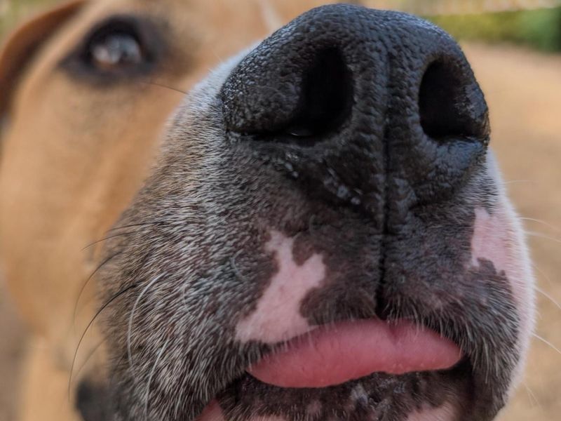 Dozer | American Bulldog Cross | Harefield West London - 3