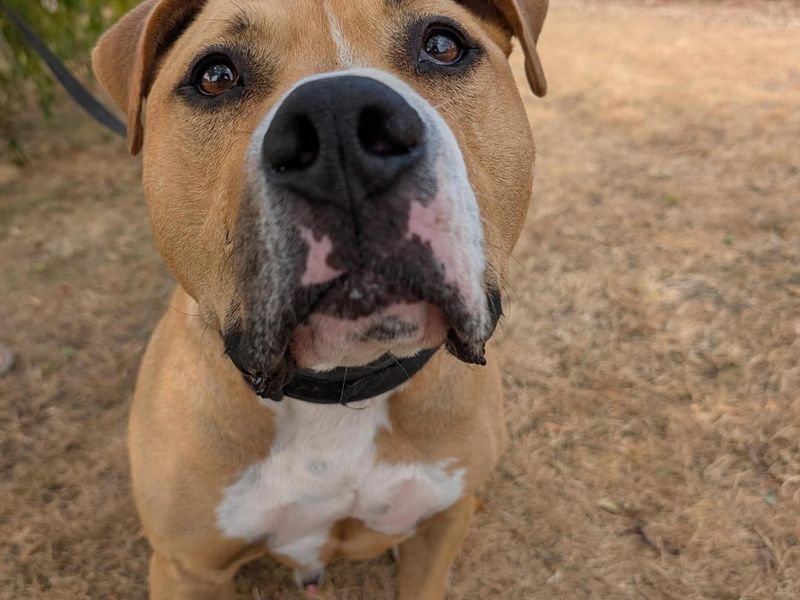 Dozer