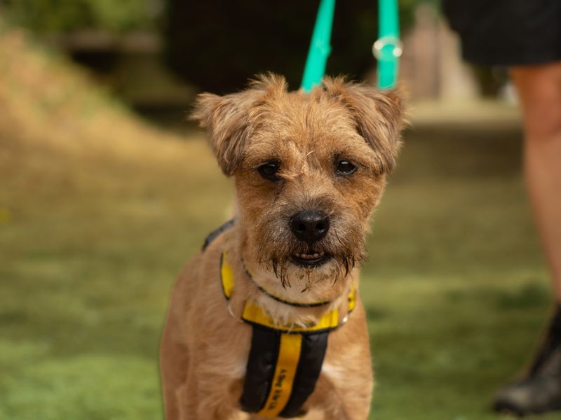 Toto | Terrier (Border) Cross | Kenilworth (West Midlands) - 2