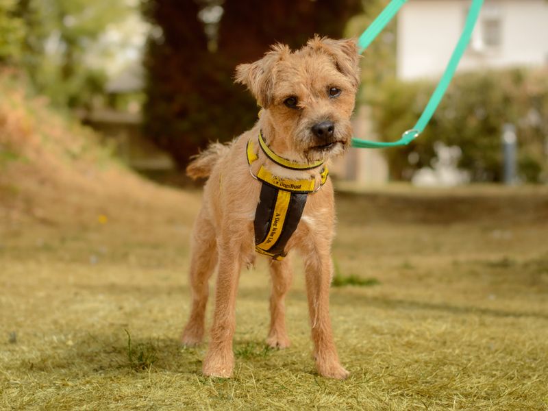 Toto | Terrier (Border) Cross | Kenilworth (West Midlands) - 3