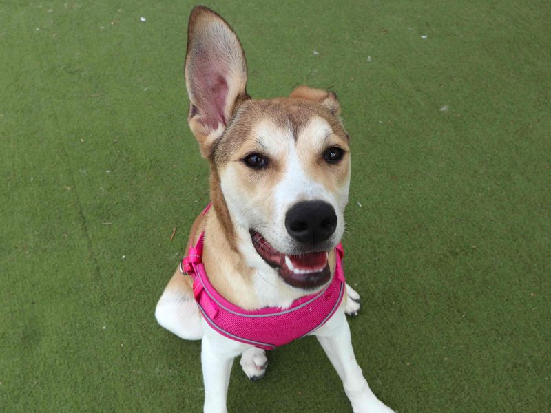 Stamford | Akita Cross | Harefield West London - 1