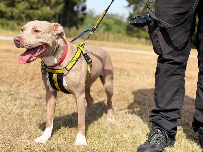 Coco | Terrier (Staffordshire Bull) Cross | Leeds - 4