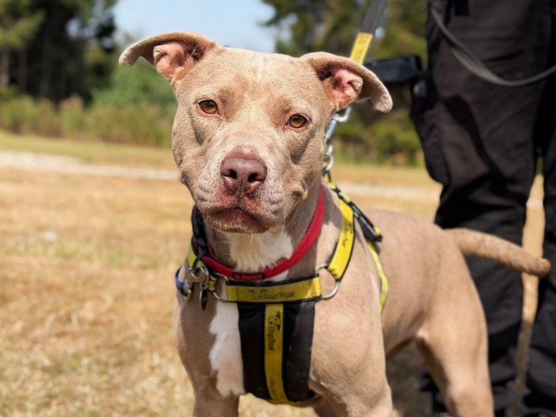 Coco | Terrier (Staffordshire Bull) Cross | Leeds - 1