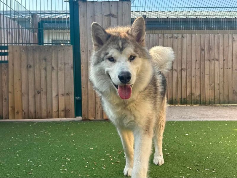 Rambo | Alaskan Malamute Cross | Evesham (Worcestershire) - 2