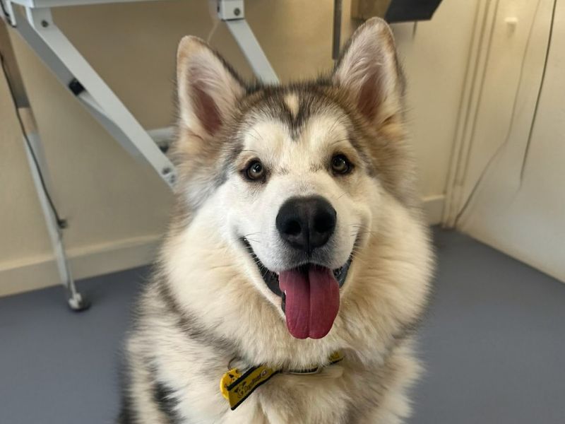 Rambo | Alaskan Malamute Cross | Evesham (Worcestershire) - 4