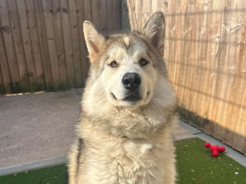 German Shepherd Dogs And Puppies For Adoption