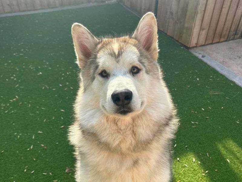 Rambo | Alaskan Malamute Cross | Evesham (Worcestershire) - 3
