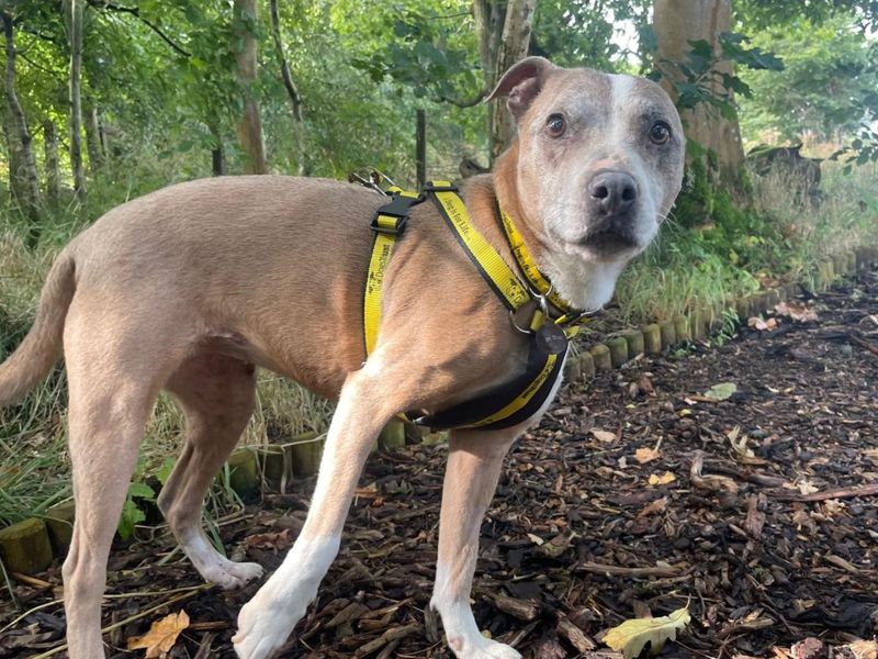 Tia | Terrier (Staffordshire Bull) | West Calder (Edinburgh) - 4