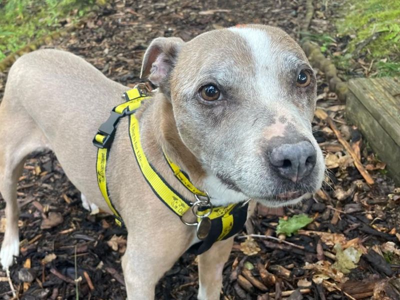 Tia | Terrier (Staffordshire Bull) | West Calder (Edinburgh) - 3