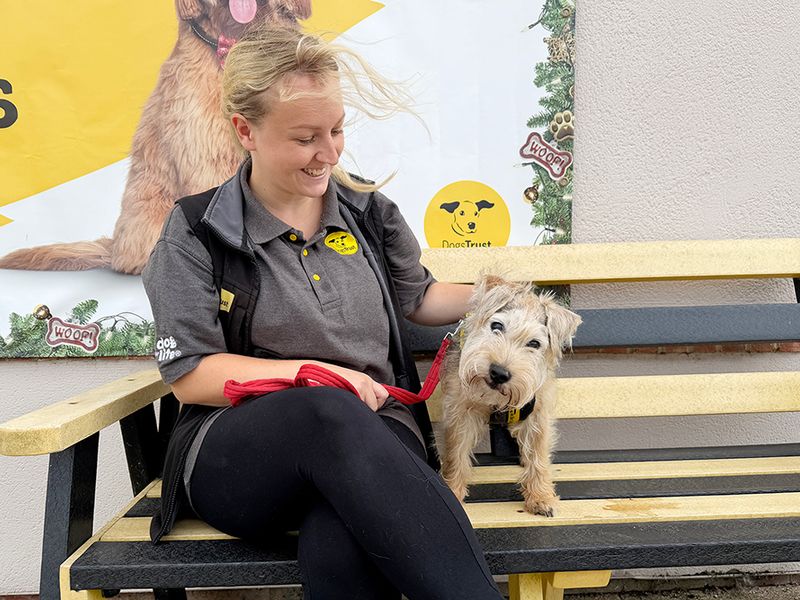 Jack | Terrier (Jack Russell) Cross | Leeds - 5