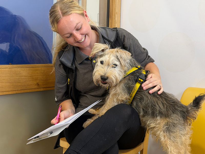 Jack | Terrier (Jack Russell) Cross | Leeds - 2