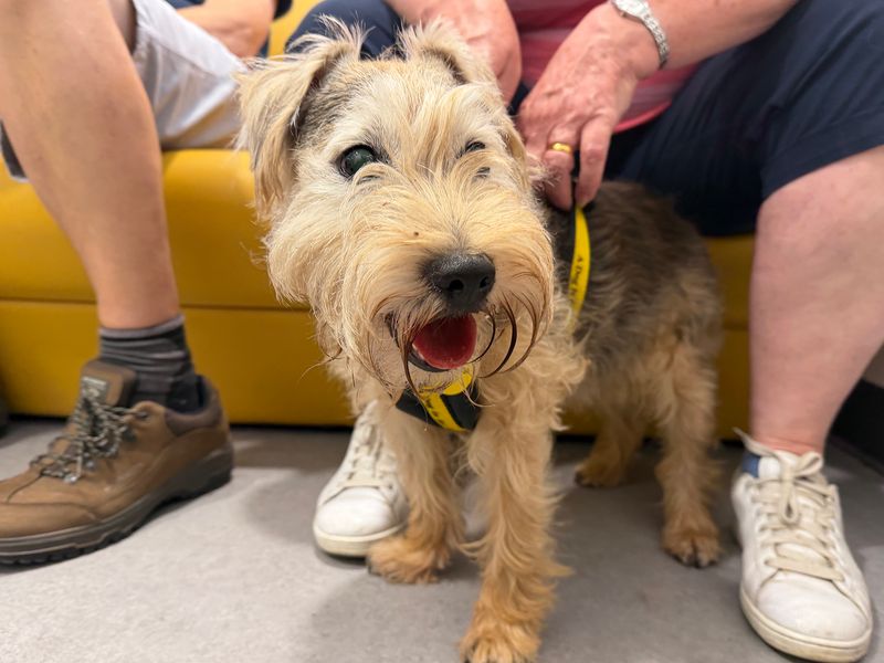 Jack | Terrier (Jack Russell) Cross | Leeds - 3