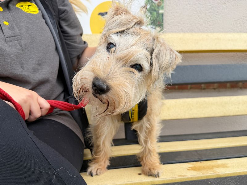 Jack | Terrier (Jack Russell) Cross | Leeds - 1