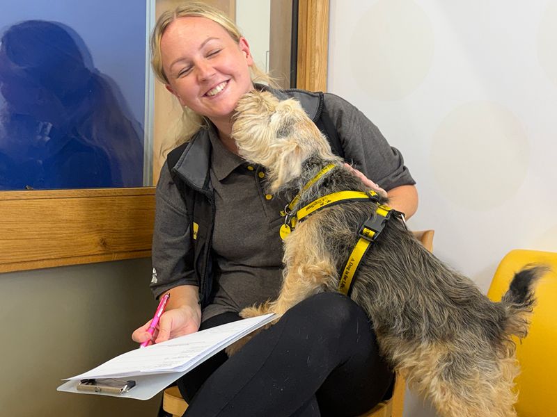 Jack | Terrier (Jack Russell) Cross | Leeds - 6