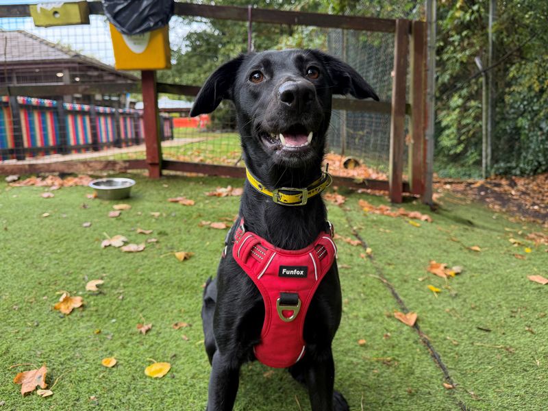 Noodle | Collie (Border) Cross | Merseyside (Liverpool) - 3