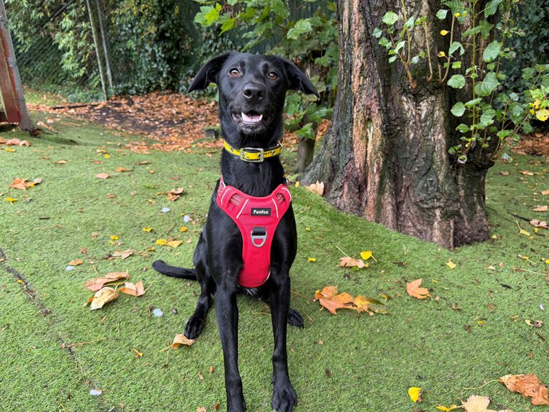 Noodle | Collie (Border) Cross | Merseyside (Liverpool) - 2