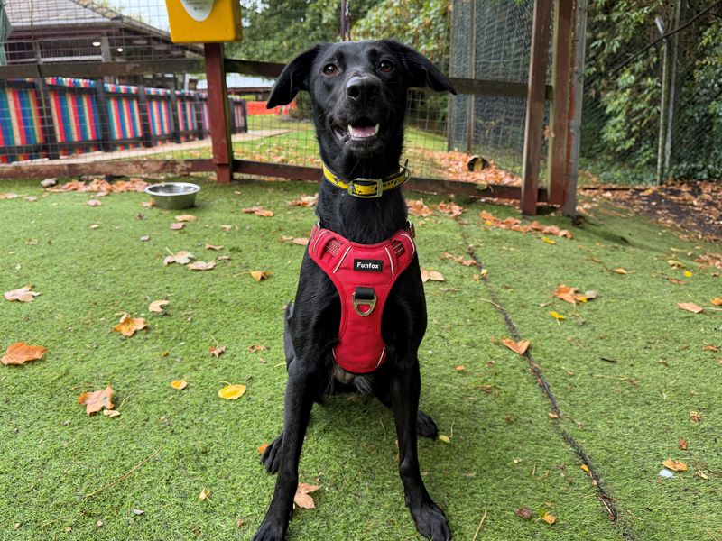 Noodle | Collie (Border) Cross | Merseyside (Liverpool) - 4