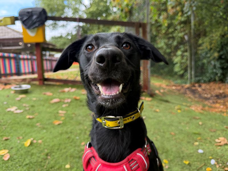 Noodle | Collie (Border) Cross | Merseyside (Liverpool) - 1