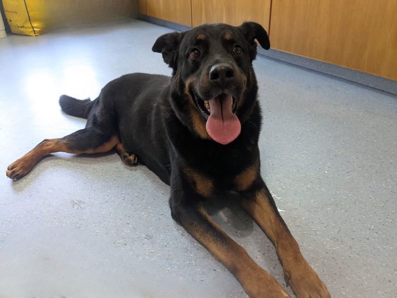 Milo | Rottweiler Cross | Ilfracombe - 2