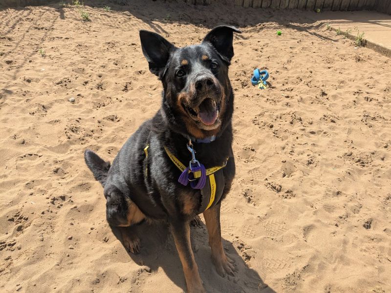 Milo | Rottweiler Cross | Ilfracombe - 6