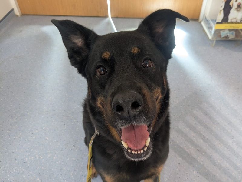 Milo | Rottweiler Cross | Ilfracombe - 3
