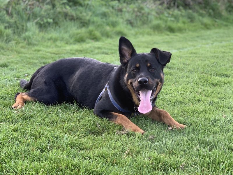 Milo | Rottweiler Cross | Ilfracombe - 5