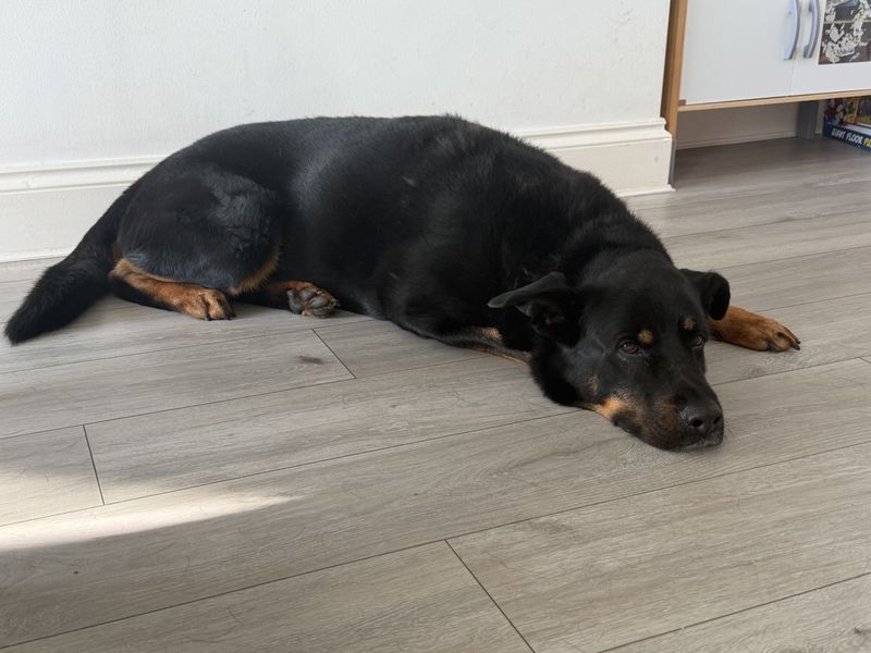 Milo | Rottweiler Cross | Ilfracombe - 7
