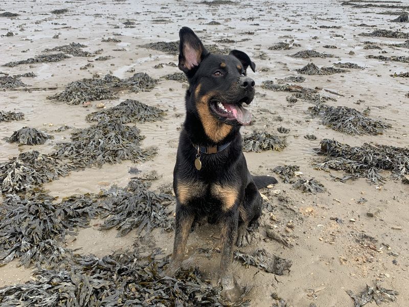 Milo | Rottweiler Cross | Ilfracombe - 4