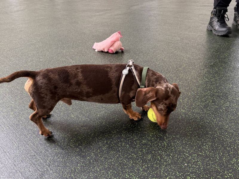 Gustavo | Dachshund (Miniature Smooth Haired) | Evesham (Worcestershire) - 3