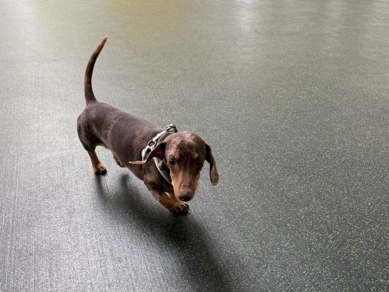 Gustavo | Dachshund (Miniature Smooth Haired) | Evesham (Worcestershire) - 2