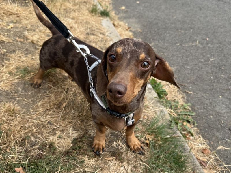 Gustavo | Dachshund (Miniature Smooth Haired) | Evesham (Worcestershire) - 4