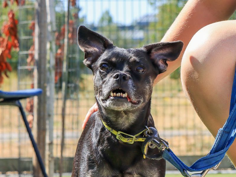 Lucie | French Bulldog Cross | Evesham (Worcestershire) - 2