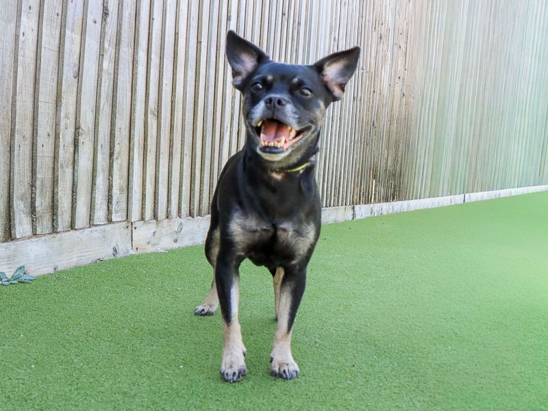 Lucie | French Bulldog Cross | Evesham (Worcestershire) - 3