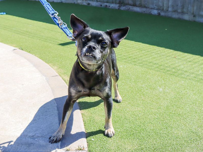 Lucie | French Bulldog Cross | Evesham (Worcestershire) - 5