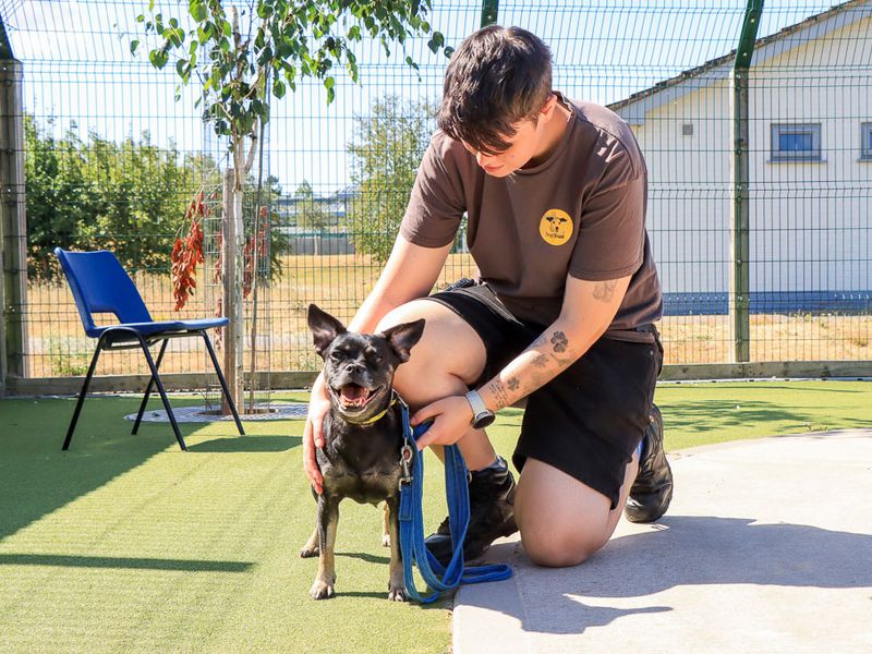 Lucie | French Bulldog Cross | Evesham (Worcestershire) - 4