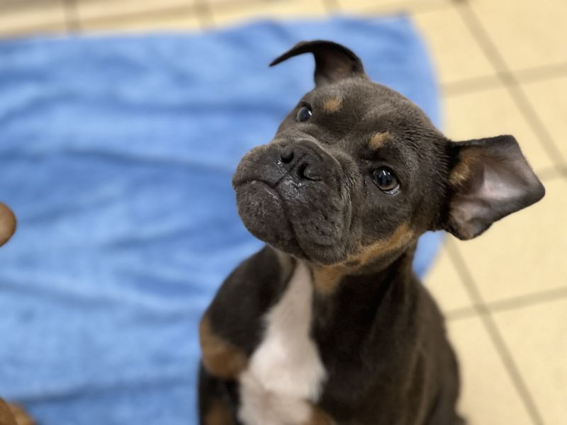 Pip | French Bulldog Cross | Salisbury (Wiltshire) - 1