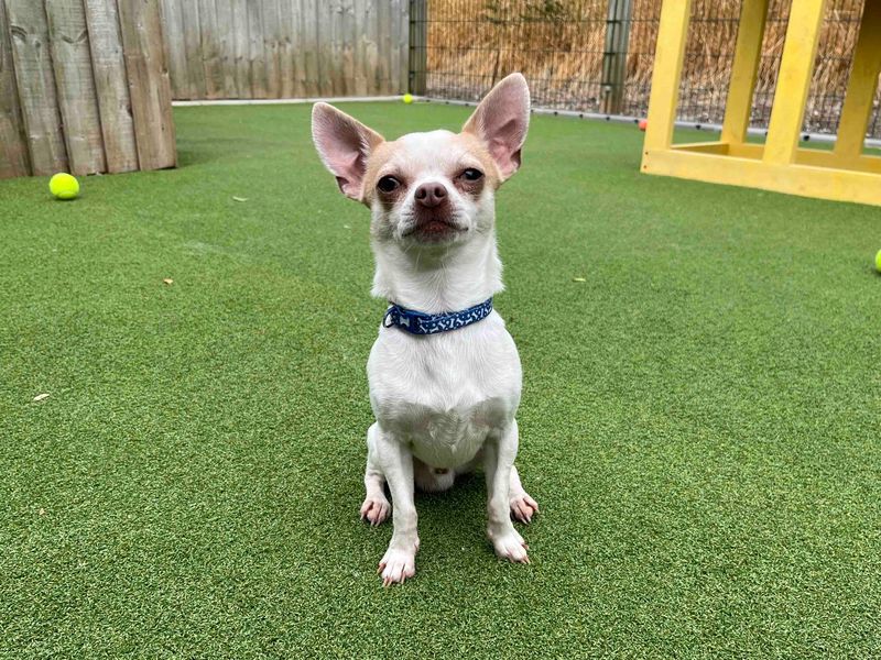 Charley | Chihuahua (Smooth Coat) | Darlington - 1