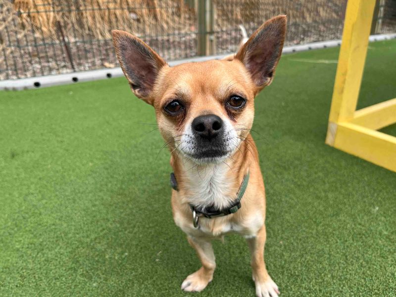 Charley | Chihuahua (Smooth Coat) | Darlington - 4