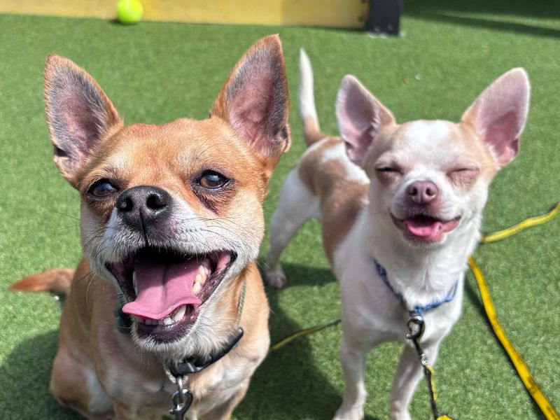 Charley | Chihuahua (Smooth Coat) | Darlington - 3