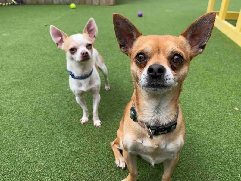 Charley | Chihuahua (Smooth Coat) | Darlington - 2