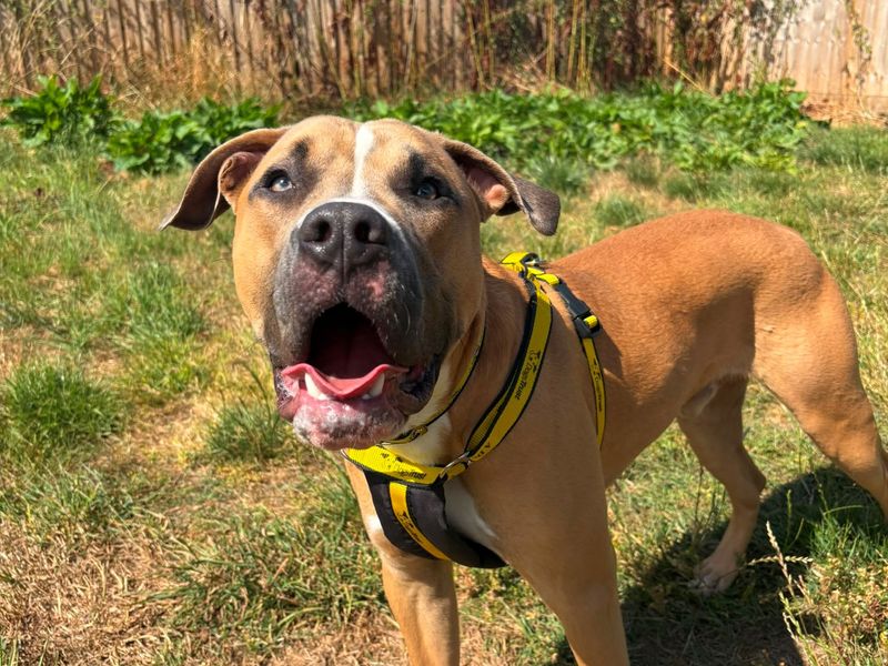 Staffordshire Bull Terrier Dogs And Puppies For Adoption