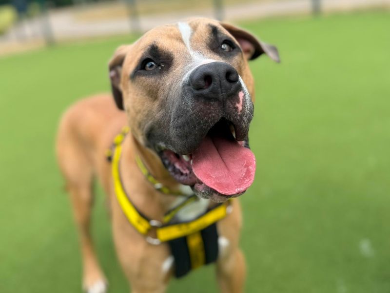 Simon | Terrier (Staffordshire Bull) Cross | Shrewsbury (Shropshire) - 1