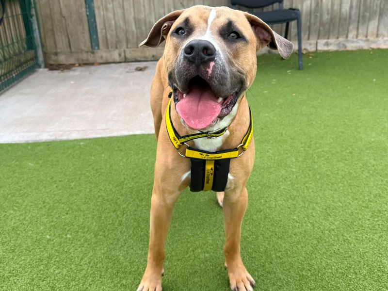 Simon | Terrier (Staffordshire Bull) Cross | Shrewsbury (Shropshire) - 5